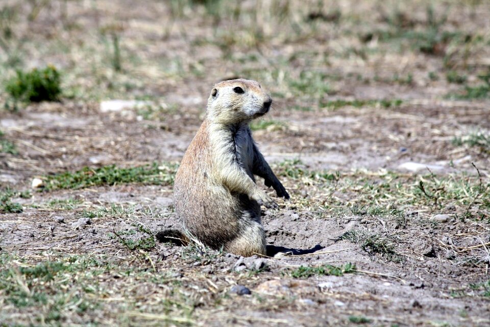 Mammal prairie dog