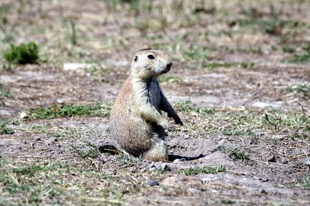 Mammal prairie dog