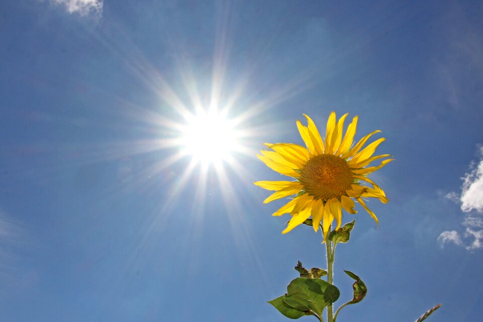 Schönwetter sun sunflower