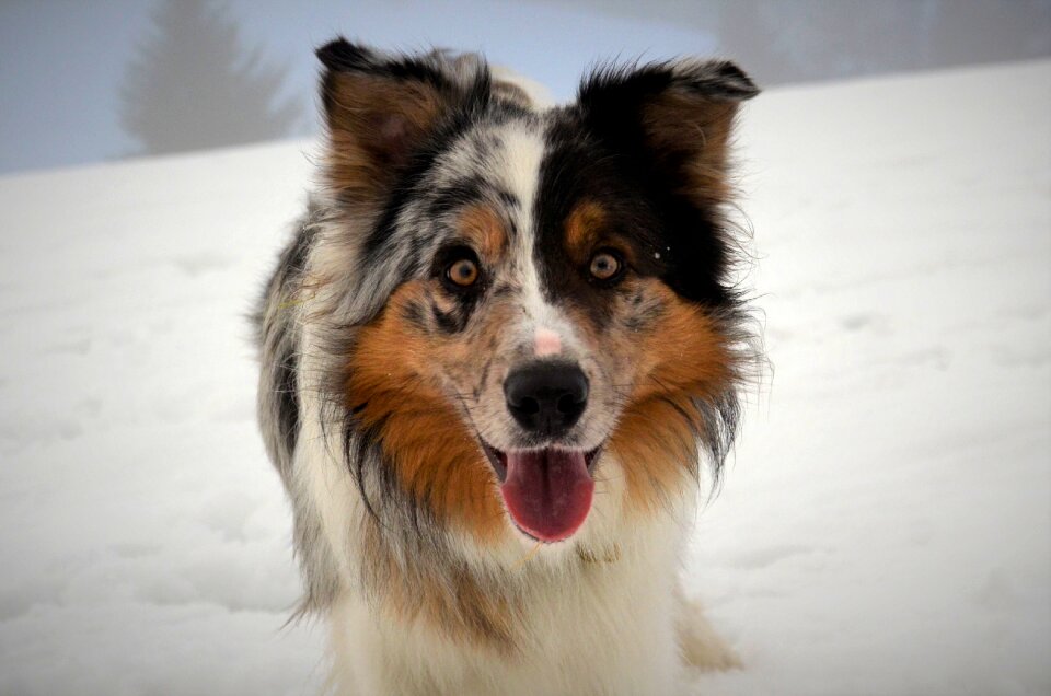 Animal snow dog