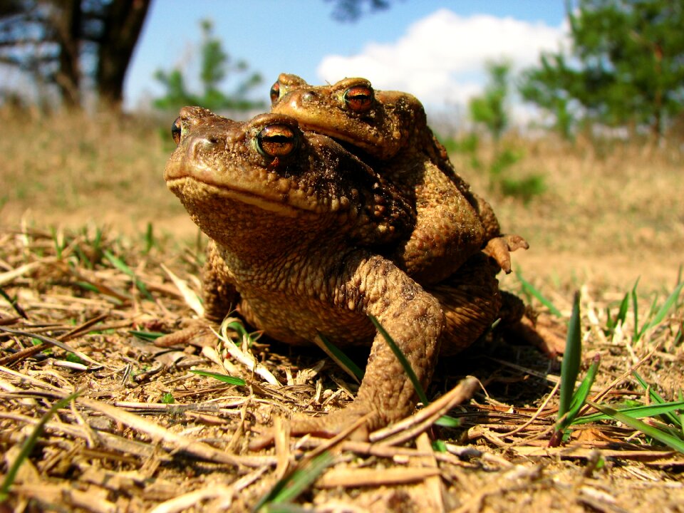 Animal world animal reptile