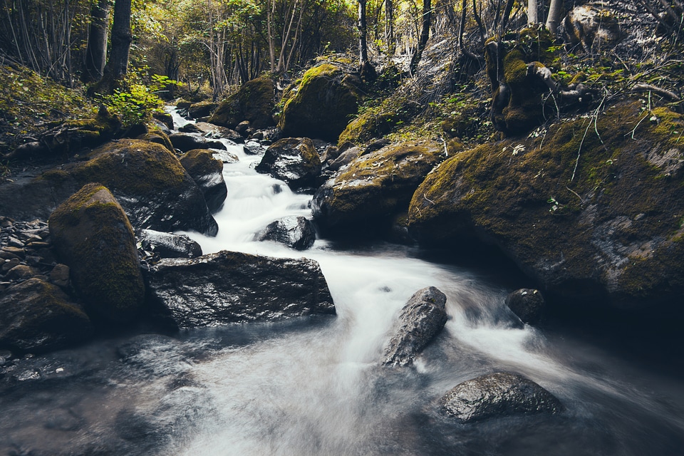 Water river moss