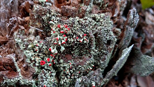 Lichen stump photo