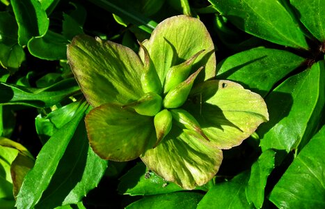Hellebore nature closeup