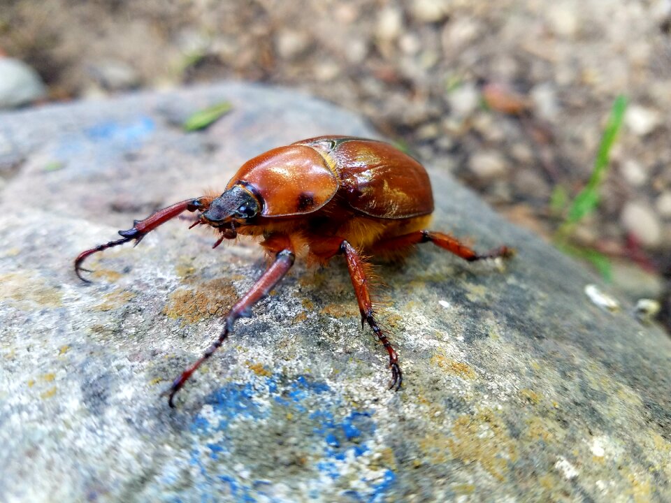 Insect animalia invertebrate