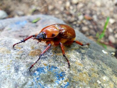 Insect animalia invertebrate