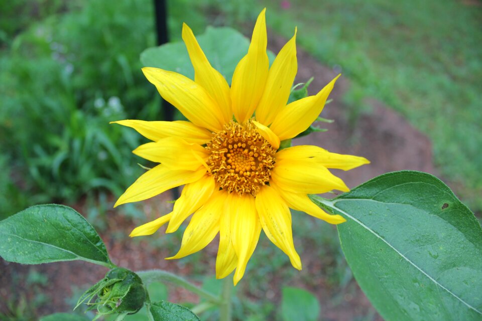 Leaf flower sunflower
