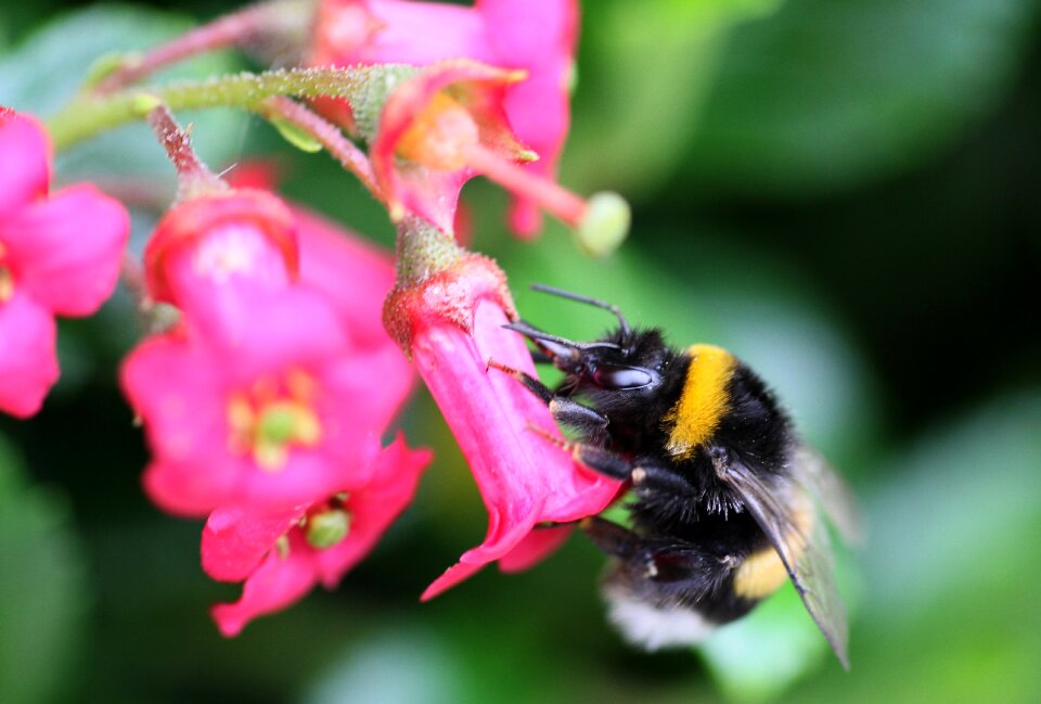 Outdoor plant pollen