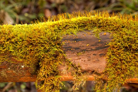 Tree mushroom slime mold