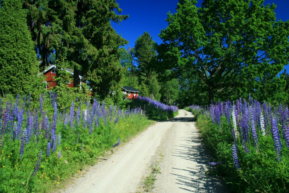 Sweden landscape summer
