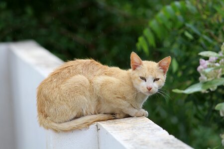 Cat young outdoors