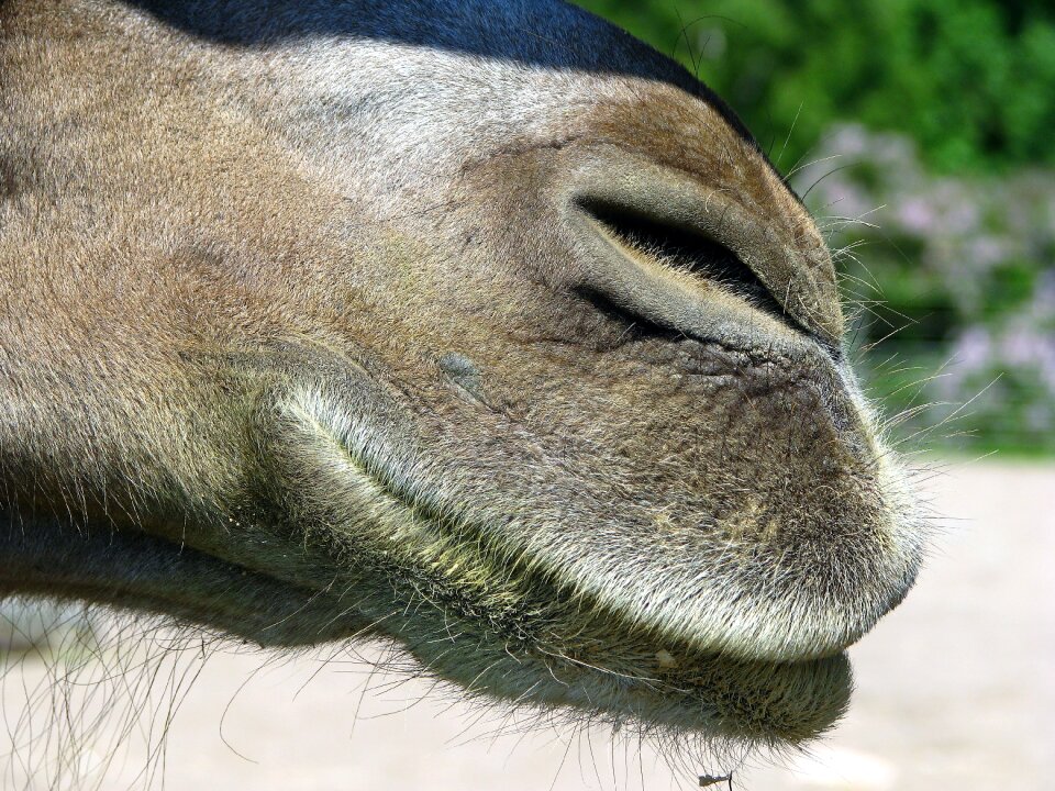 Animal mammals camel