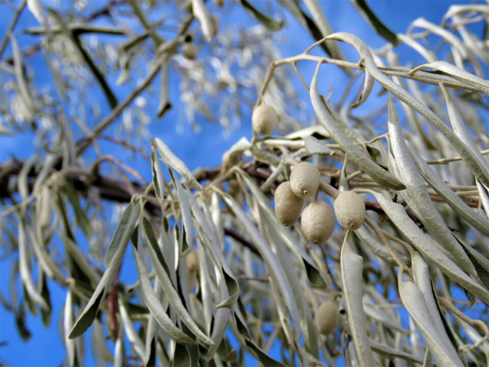 Season outdoors branch