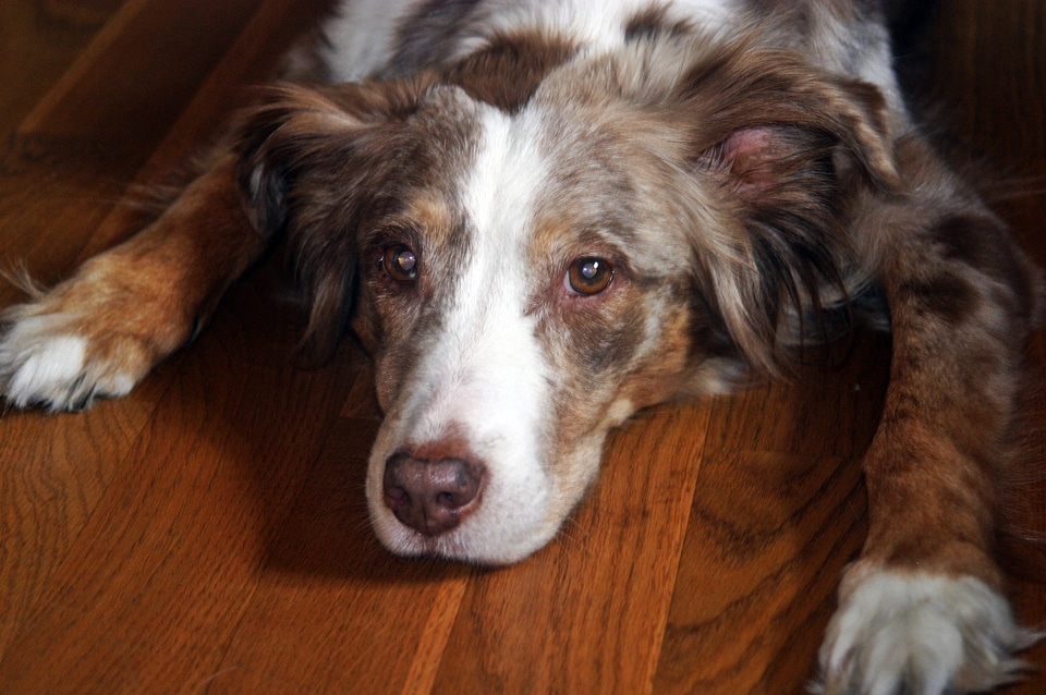 Red merle down eyes