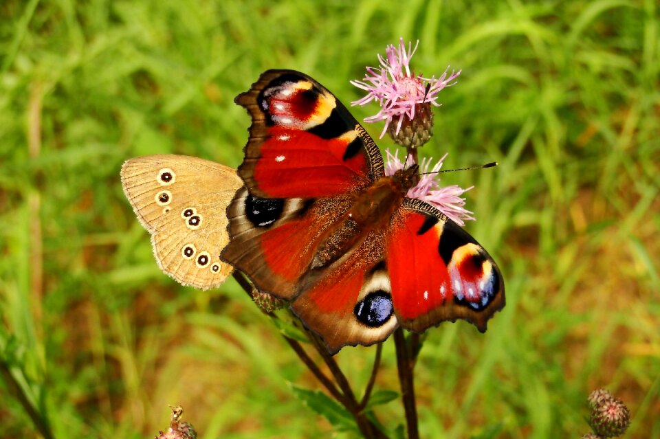 Animals summer painted peacock