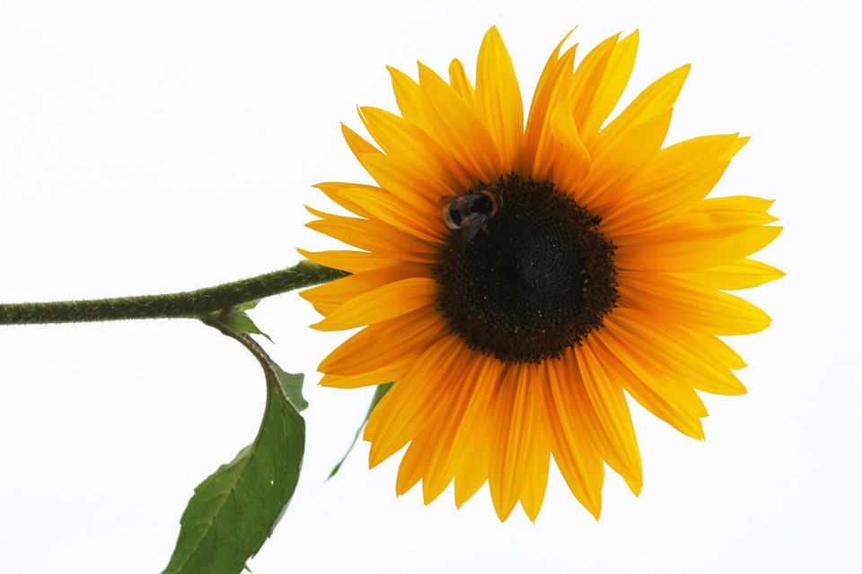 Bloom nature plant