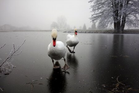 Waters lake cold photo