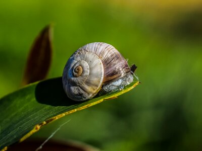 Leaf animal gastropod photo