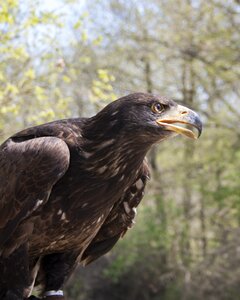 Majestic birds wildlife photo