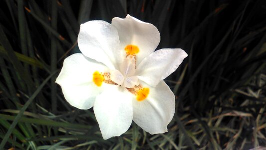 Nature nice petal