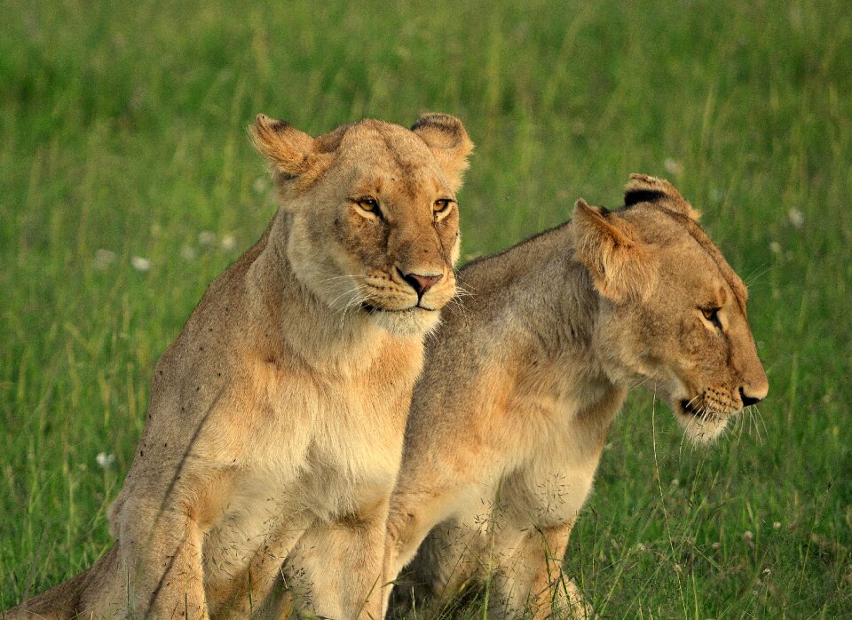 Africa wilderness nature