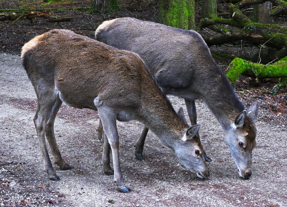 Bald wild wild animal freilebend