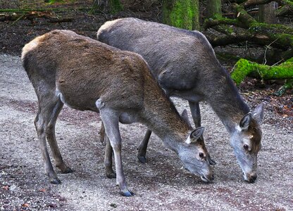 Bald wild wild animal freilebend