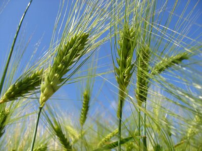 Wheat bread trim photo