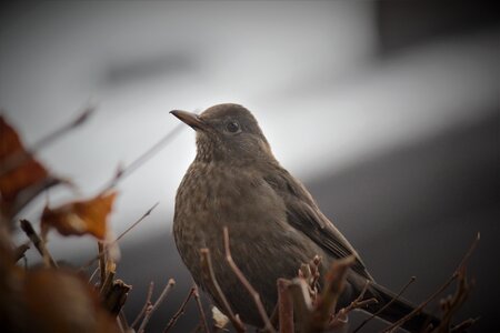 Animal blackbird songbird photo