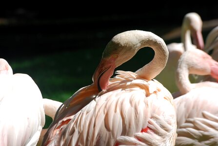 Birds flamingos nature