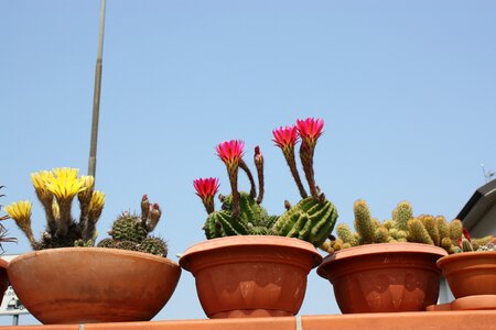 Garden planter cactaceae photo