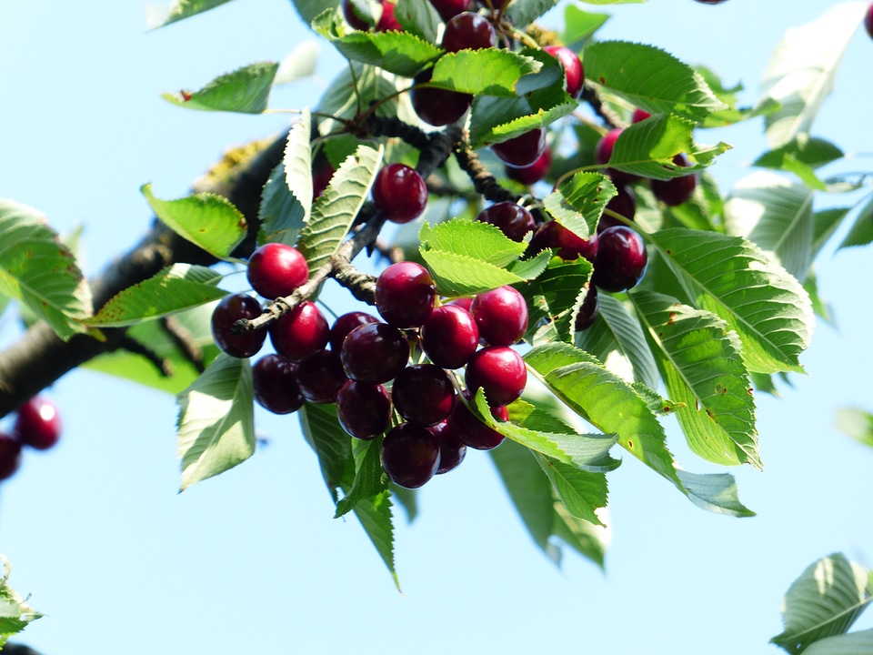 Fruit healthy leaves