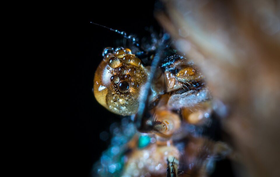 No one dragonfly eye