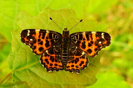 Butterfly day animals garden
