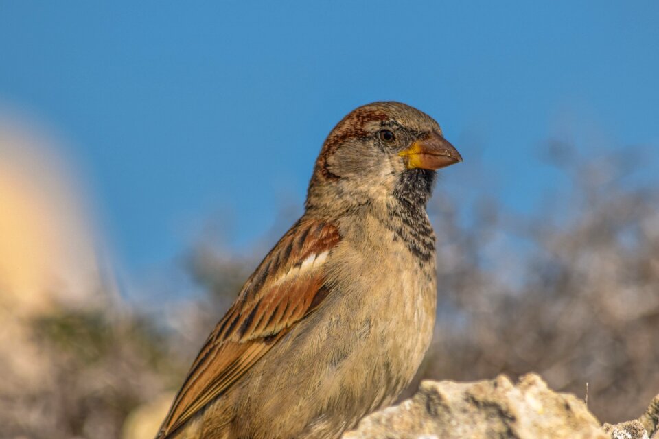 Animal outdoors bird