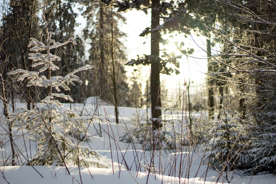 Winter snow icing photo