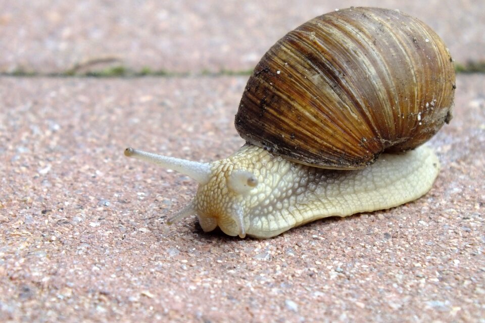 Snail shellfish land snail