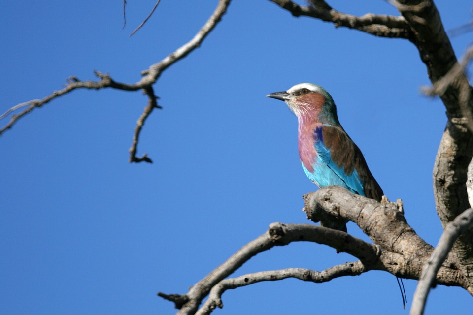 Wildlife africa branch