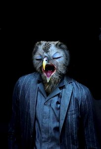Portrait owl birds
