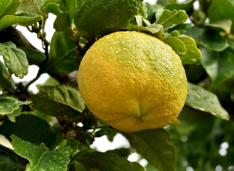 Nature lemon