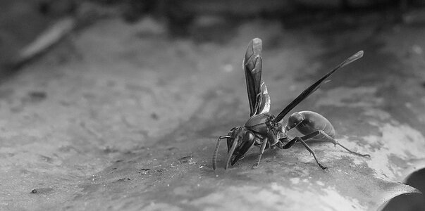 Insect invertebrate armenia