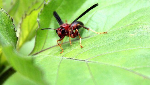 Wildlife wing wasp