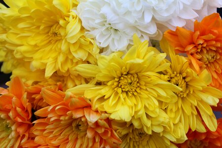 Floral color chrysanthemum photo