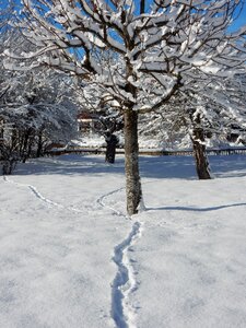 Cold snowy garden photo