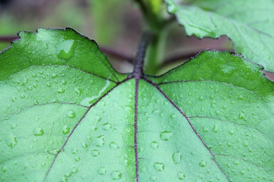 Rain red sunflower red sunflower leaf