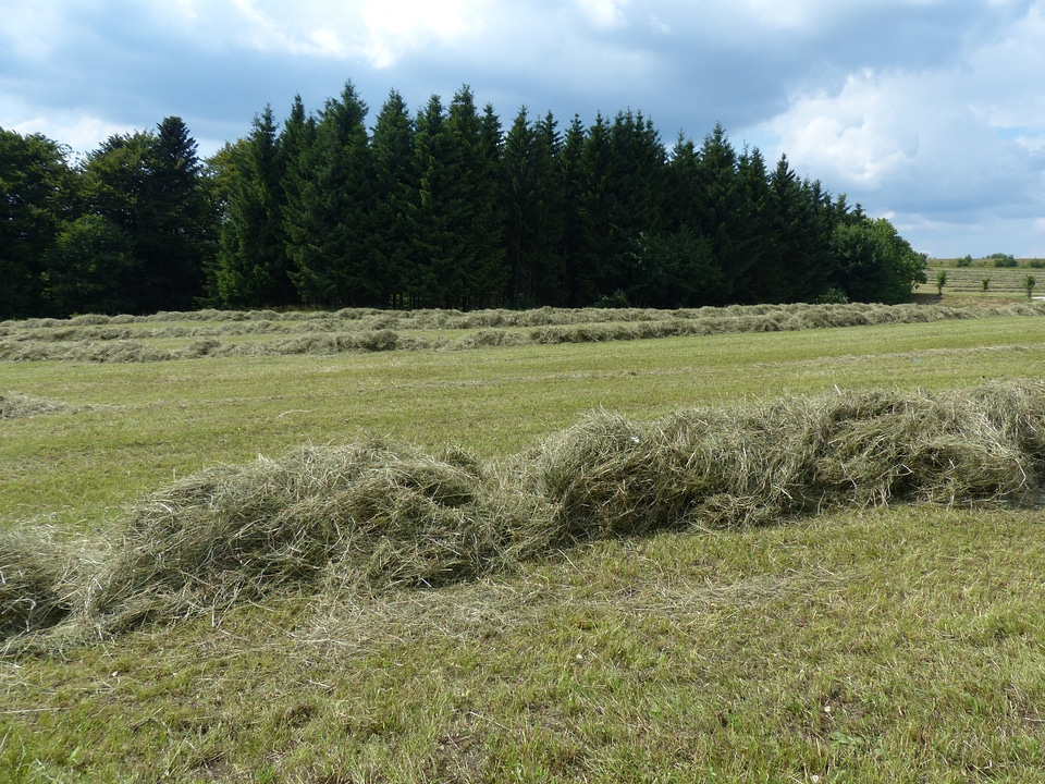 Meadow green nature