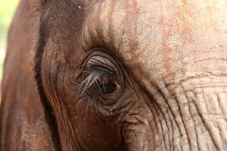 Tribe animal eye