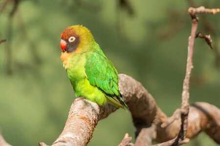 Tropical animal parrot