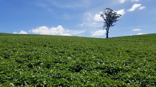 Field farm potatoes photo