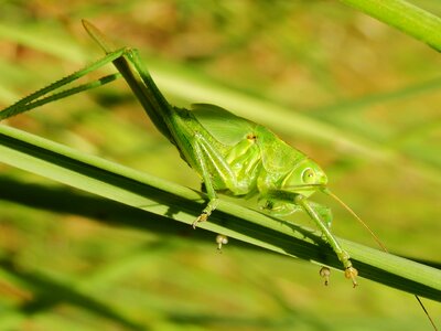 Animals grasshopper green lawn